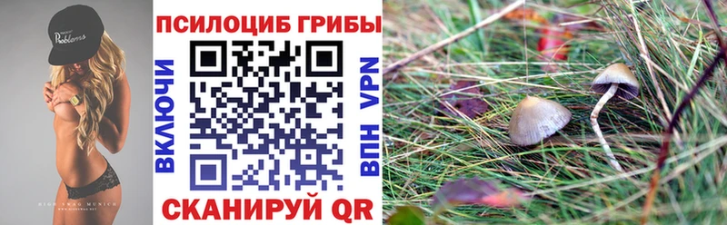 Псилоцибиновые грибы Psilocybe  Купить закладки  Николаевск-на-Амуре 